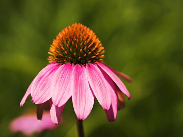 echinacea-5dpc.jpg