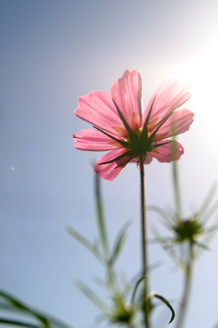 Skylight