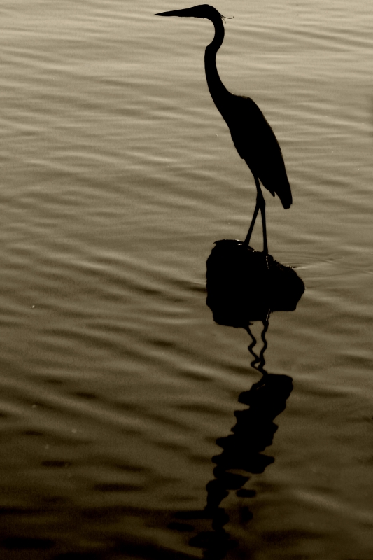Reflection