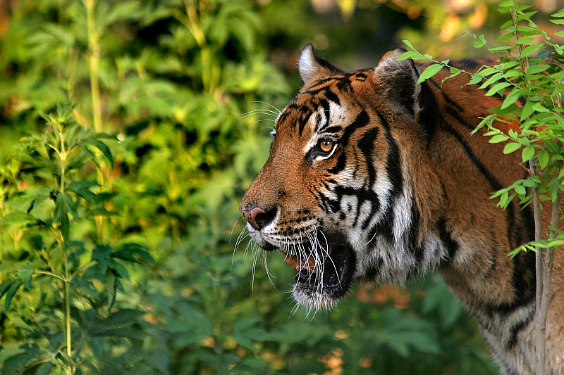 Stalking His Prey