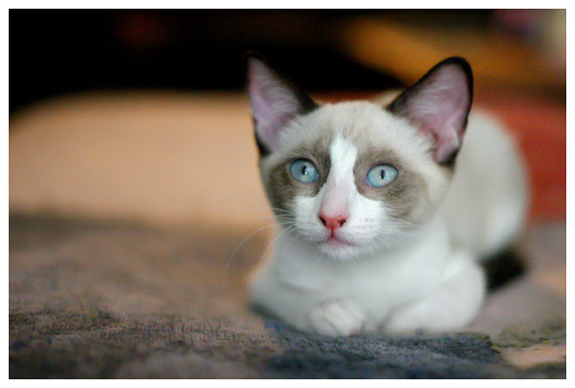 sugar-portrait-2.jpg