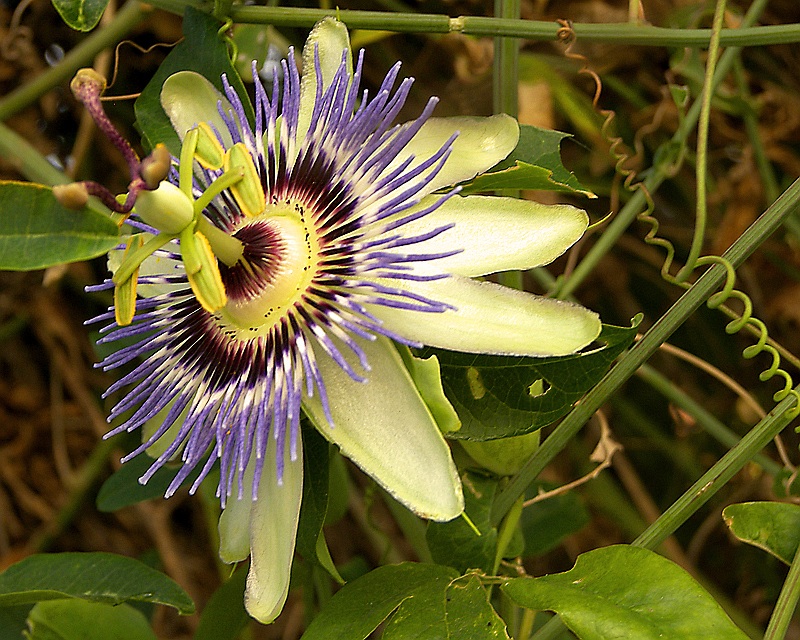 Passiflora