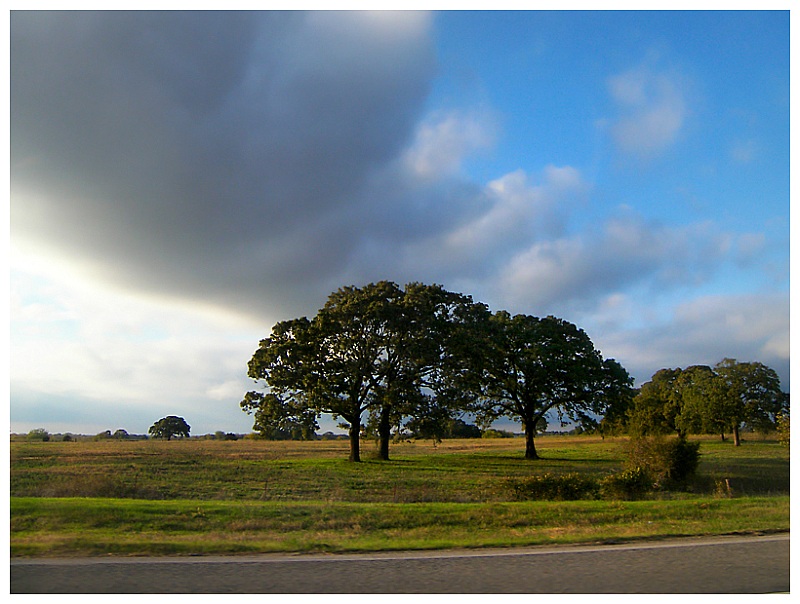 Clouds over Trees