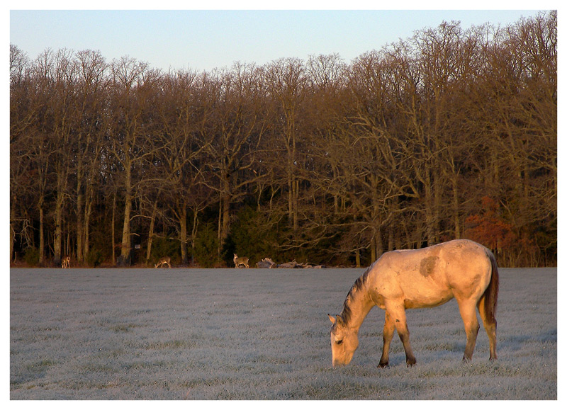 Breakfast at Dawn