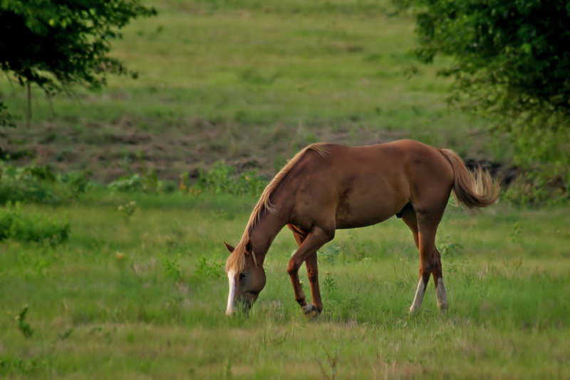 Evening Meal