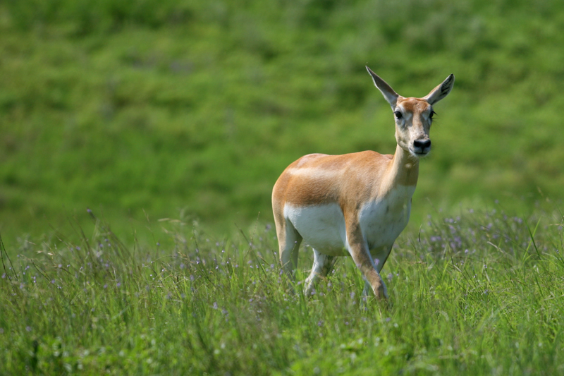 deer-1.jpg