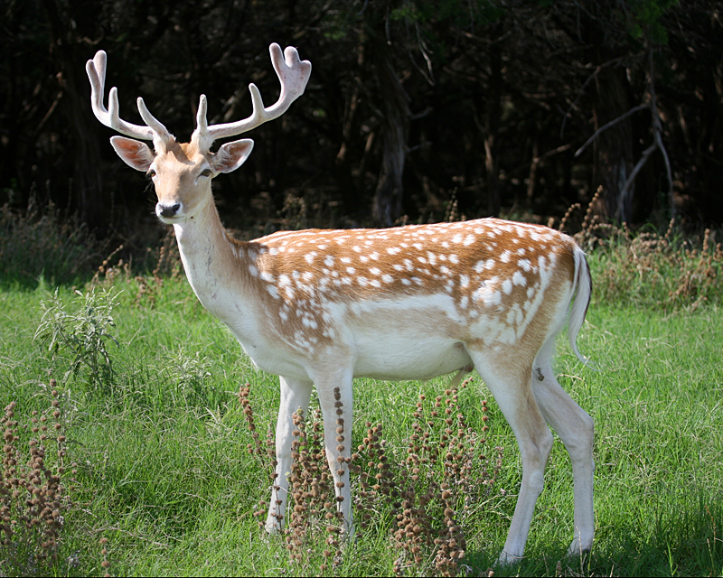 deer-2.jpg