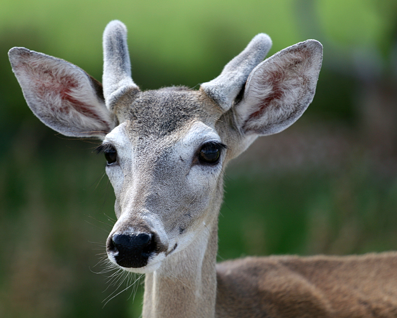 deer-face-2.jpg