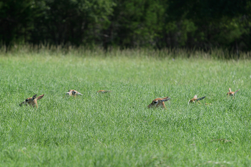 deer-heads.jpg