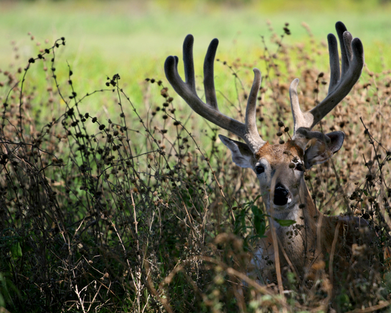 deer-in-tall-grass-peeking.jpg