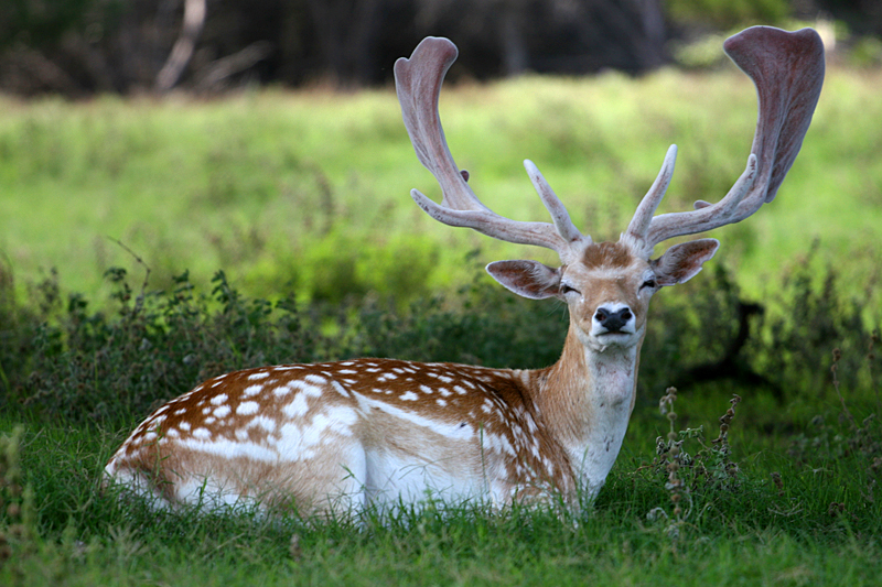 deer-pose.jpg