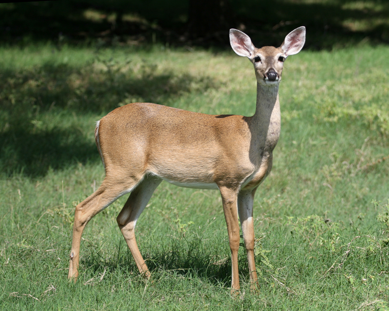 deer-posing-3.jpg