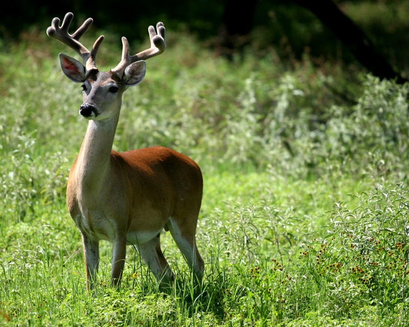 deer-posing-in-grass.jpg