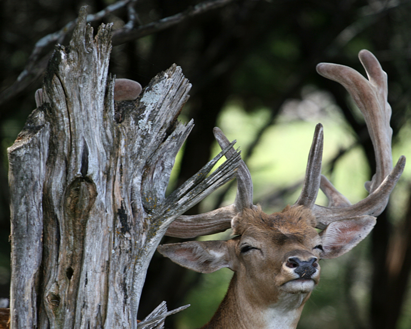 deer-with-dead-tree.jpg