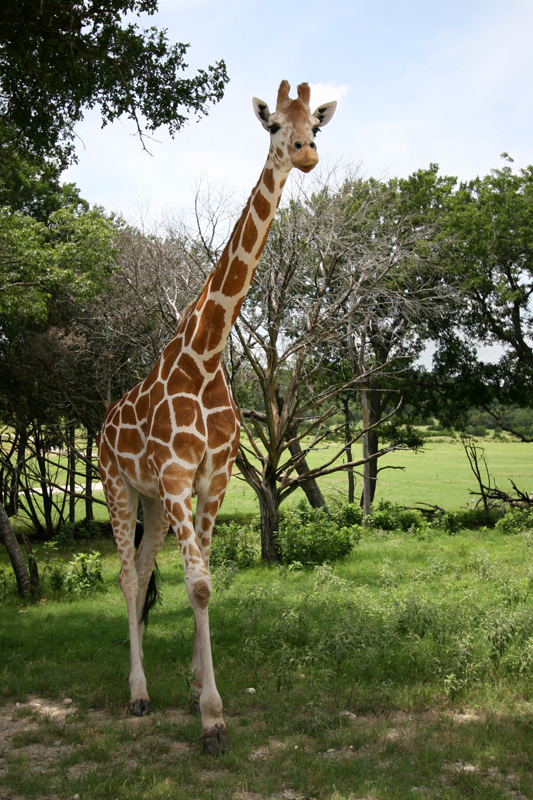 giraffe walking.jpg
