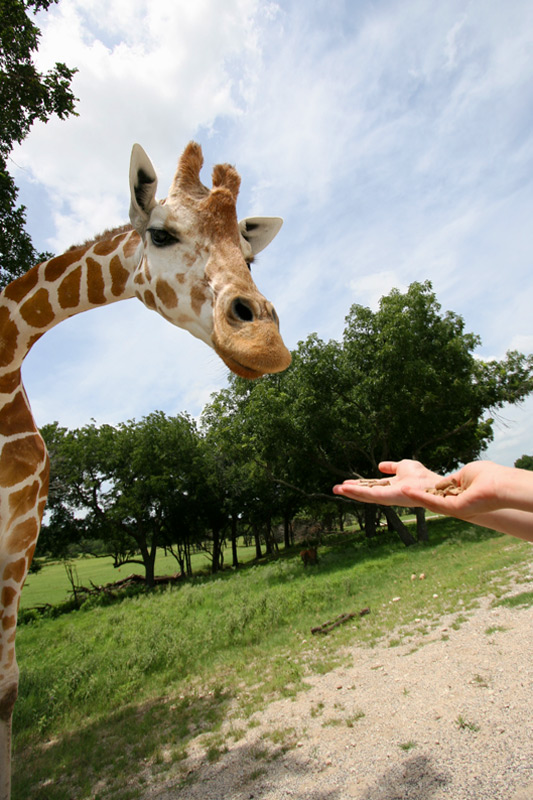 giraffe-eating-1.jpg