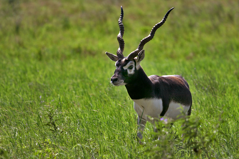 horn-1.jpg