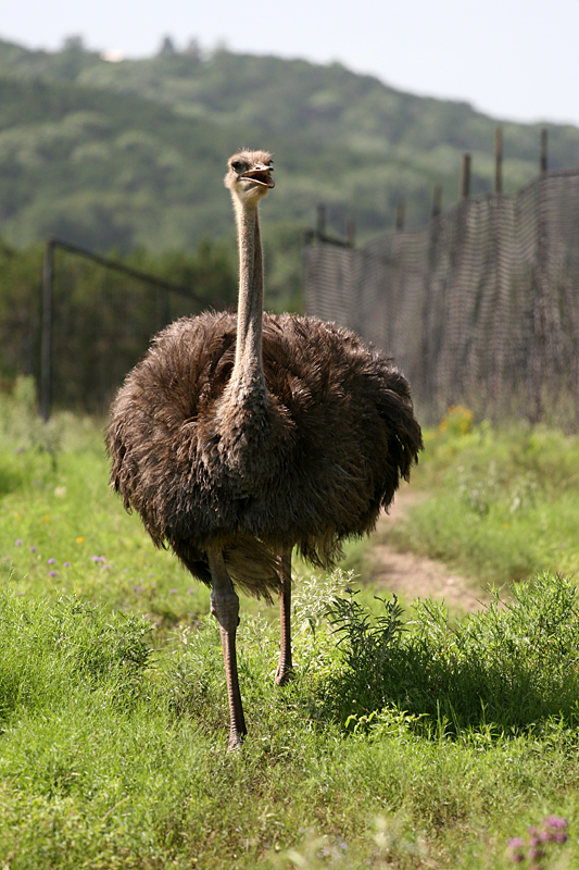 ostrich-1.jpg