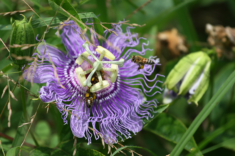 passiflora.jpg