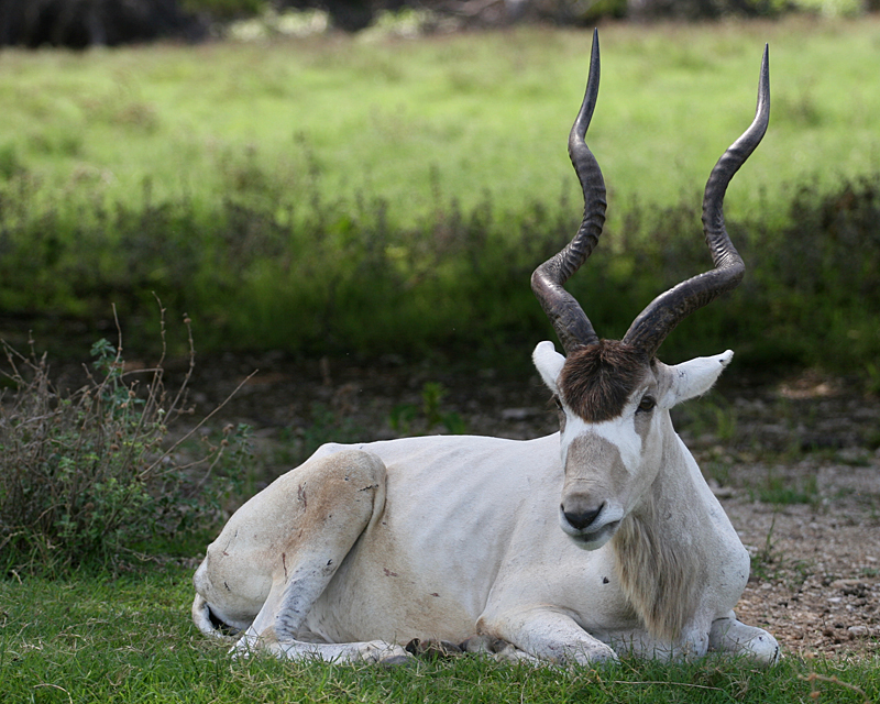 twisty-horn-1.jpg