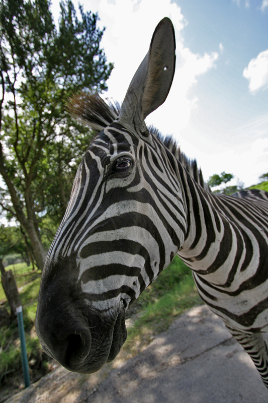 zebra-2.jpg