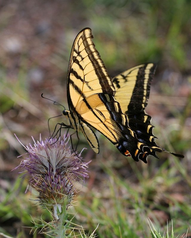 Fleeting Flutter