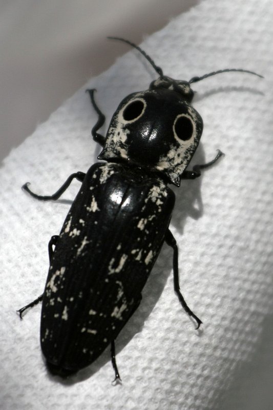 The Bug that Attacked Me