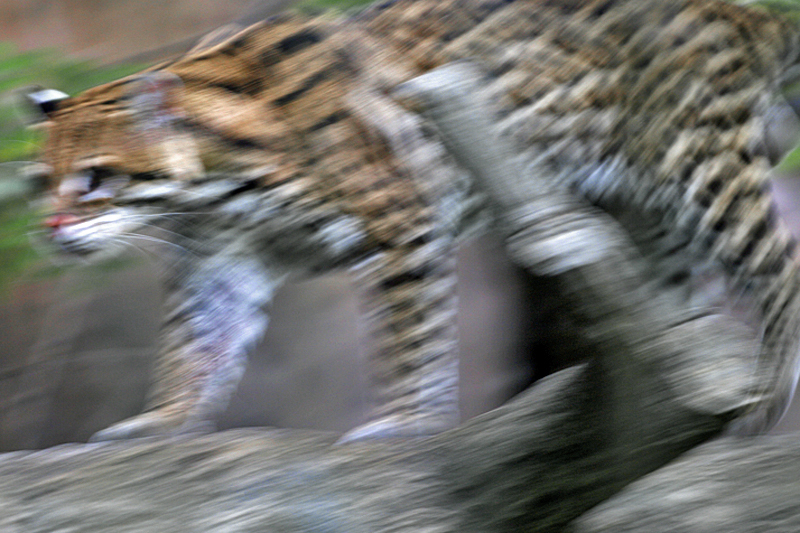 Ocelot...Bluralot