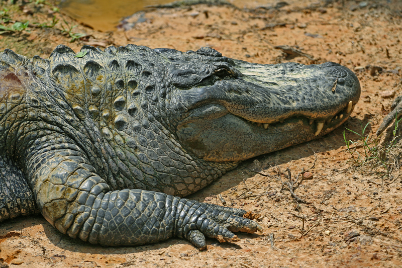 croc-small.jpg