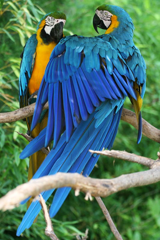 macaws-2-small.jpg