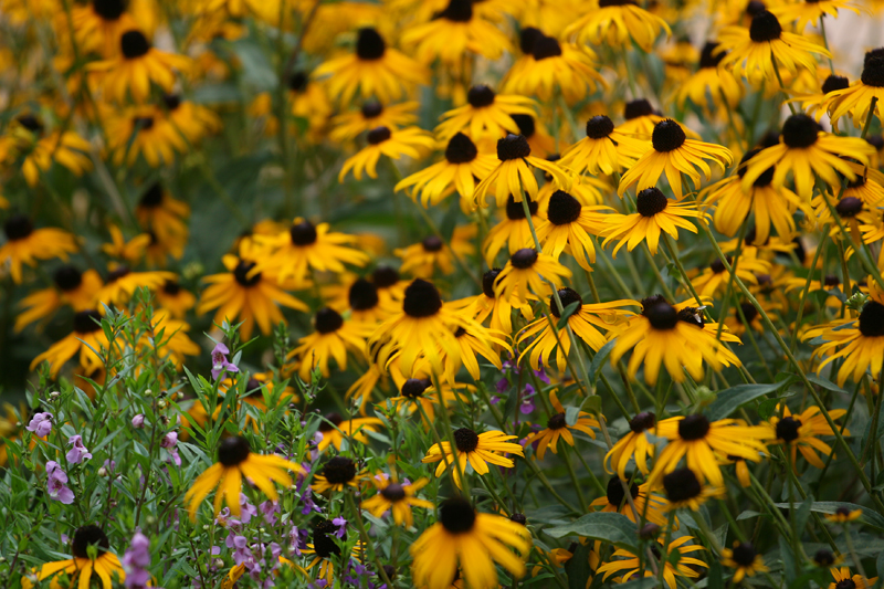 yellow-cones-smal.jpg