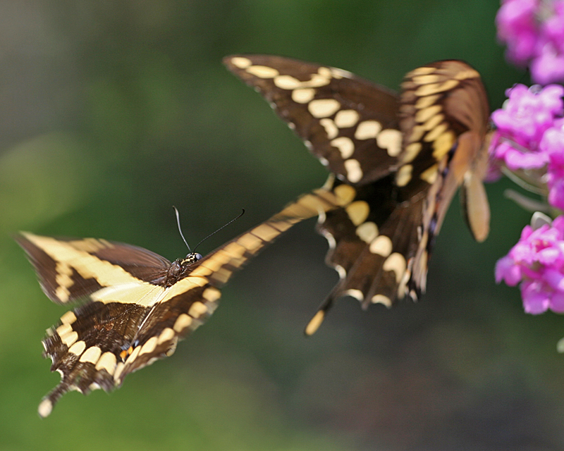 Wings