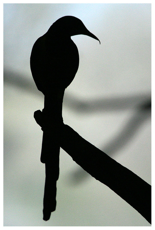 silhouette.jpg