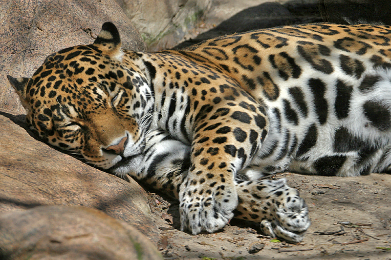 sleeping-jaguar.jpg