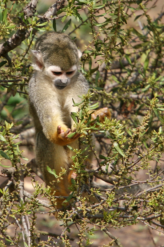 squirrel-monkey.jpg