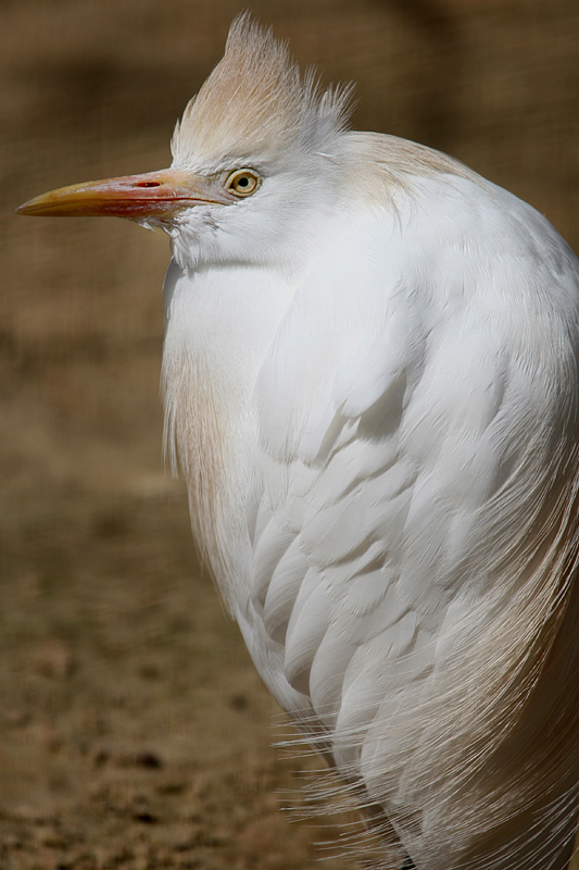 Cattle Egret