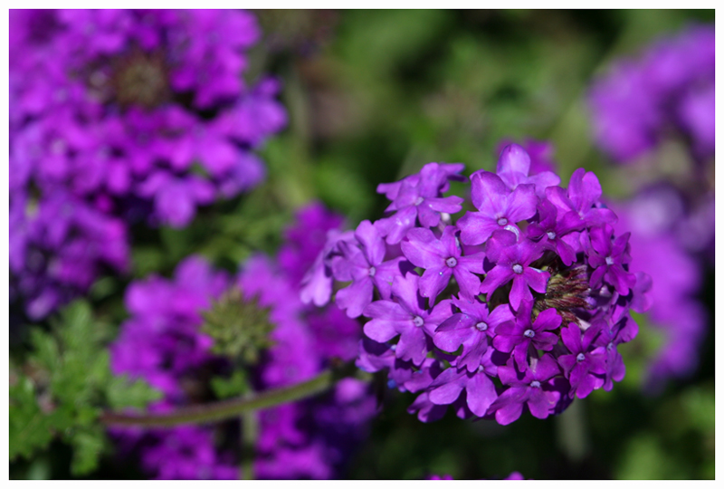 Passionate about Purple