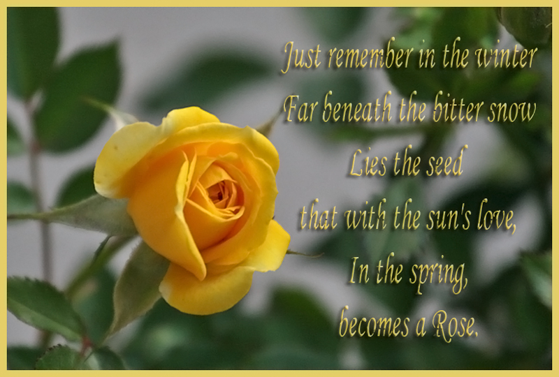 The Rose