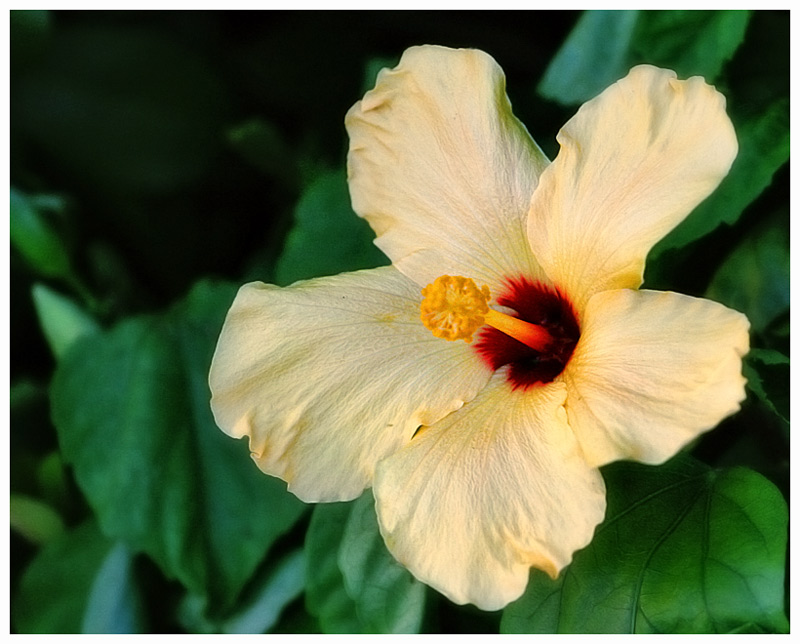 Tropical Spring