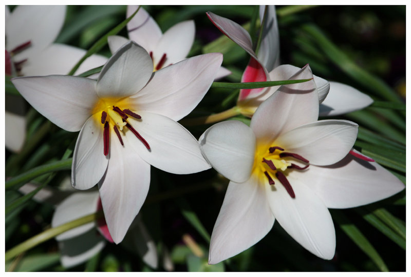 Lilies of the Field