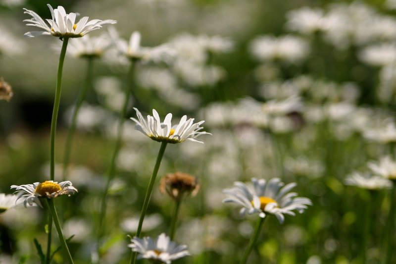 Field of Daisies