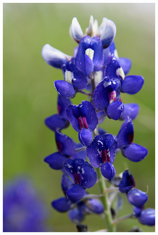 A Bluebonnet's Beauty
