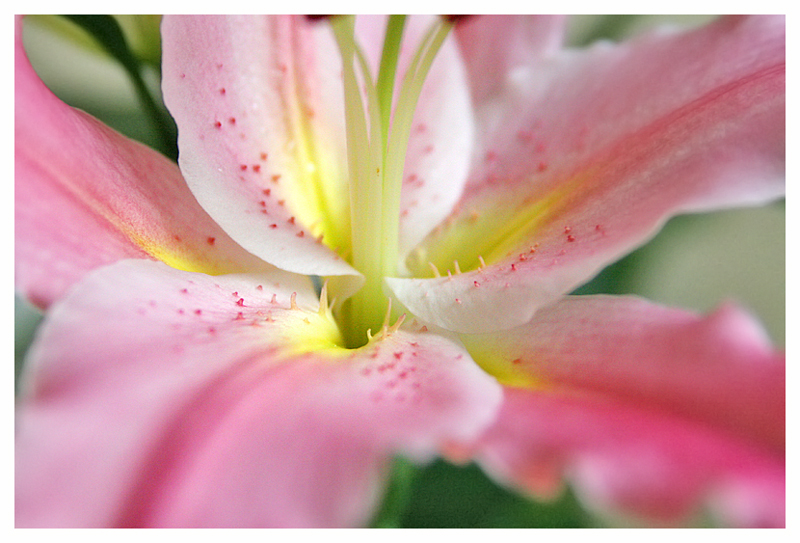 Angel's Breath