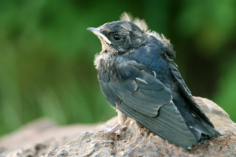 Baby Birdie