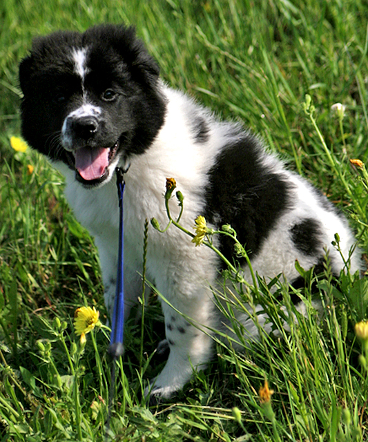 oreo-3.jpg