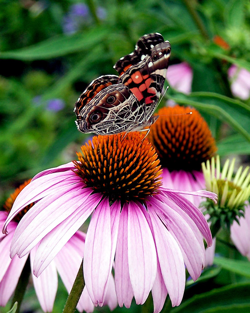 butterfly