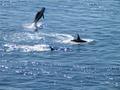 San Juan Island - Whales017 (Small).jpg