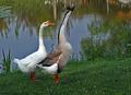 IMG_4486-geese-for-dpc.jpg