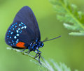 Blue Butterfly.jpg
