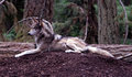 wolf.dpc.jpg